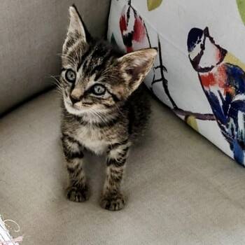 Hachi -  Domestic Short Hair Cat for Adoption in North Myrtle Beach, South Carolina - Hachi | PetCurious