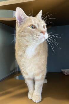 Rescue Domestic Short Hair Cats for Adoption in Westminster, Maryland - GUY | PetCurious