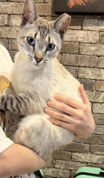 Siamese and Snowshoe Cats Available for Adoption - Bim Bim | PetCurious