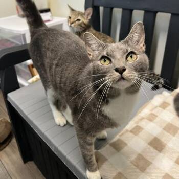 Jill -  Domestic Short Hair Cat for Adoption in Lake Panasoffkee, Florida - Jill | PetCurious