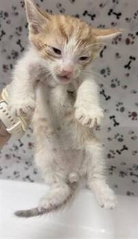 A1933677 -  Domestic Short Hair Cat for Adoption in Riverside, California - A1933677 | PetCurious