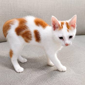 Stitch -  Domestic Short Hair Cat for Adoption in Pleasanton, California - Stitch | PetCurious