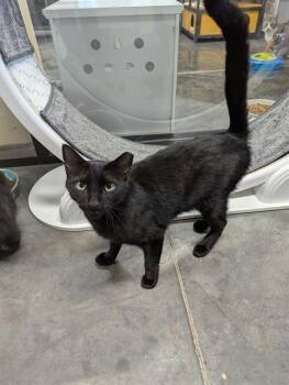 GILBERT -  Domestic Medium Hair Cat for Adoption in Brunswick, Georgia - GILBERT | PetCurious