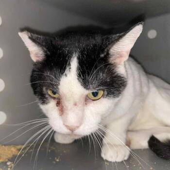 Rescue Domestic Short Hair Cats for Adoption in Hemet, California - Felix | PetCurious