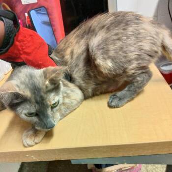 IVHS-A-140756 -  Domestic Short Hair Cat for Adoption in San Gabriel, California - IVHS-A-140756 | PetCurious
