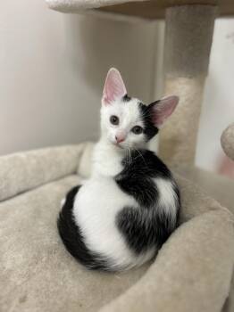Savannah -  Domestic Short Hair Cat for Adoption in Murfreesboro, Tennessee - Savannah | PetCurious