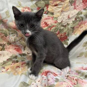 Tommy -  Domestic Short Hair Cat for Adoption in Long Beach, California - Tommy | PetCurious