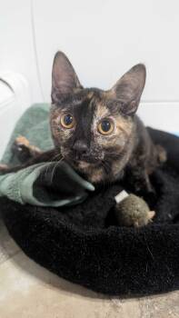 Rescue Domestic Short Hair Cats for Adoption in Waltham, Massachusetts - Squeaky | PetCurious