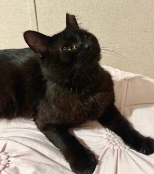 Vanish -  Domestic Medium Hair Cat for Adoption in Darien, Georgia - Vanish | PetCurious