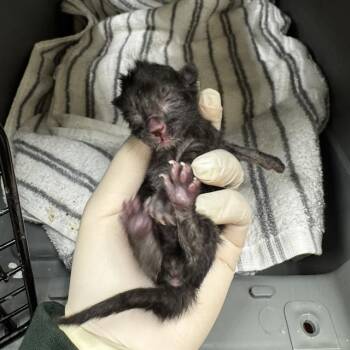A1932369 -  Domestic Short Hair Cat for Adoption in Thousand Palms, California - A1932369 | PetCurious