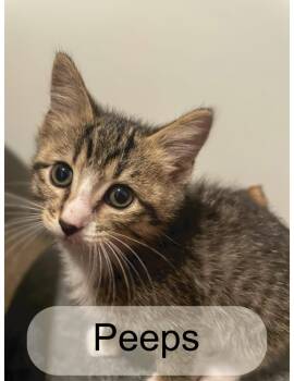 Rescue Domestic Short Hair Cats for Adoption in Murfreesboro, Tennessee - Peeps | PetCurious