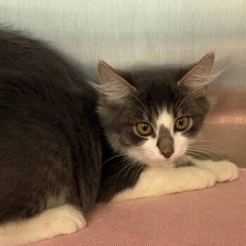 Lily -  Domestic Medium Hair Cat for Adoption in Englewood, Florida - Lily | PetCurious