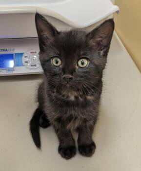 Caramilk -  Domestic Short Hair Cat Available for Adoption in Sechelt, British Columbia - Caramilk | PetCurious