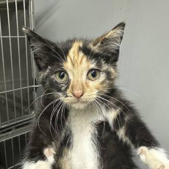 Stormy hearts -  Domestic Short Hair Cat for Adoption in Corbin, Kentucky - Stormy Hearts | PetCurious
