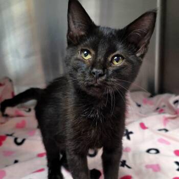 Wendy -  Domestic Short Hair Cat for Adoption in Michigan City, Indiana - Wendy | PetCurious