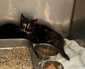 Tortoiseshell Cats Available for Adoption in Providence Forge, Virginia - Rainey | PetCurious