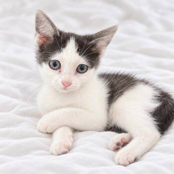 Kiki -  Domestic Short Hair Cat for Adoption in Tucson, Arizona - Kiki | PetCurious