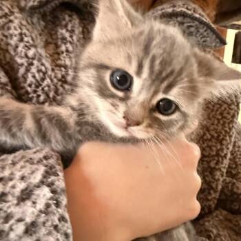 Domestic Short Hair Cats Available for Adoption in Silver Spring, Maryland - Snowshoe | PetCurious