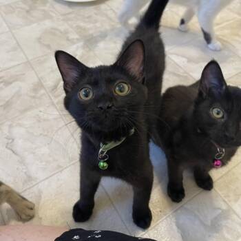 Parmesan Garlic -  Domestic Short Hair Cat for Adoption in Las Vegas, Nevada - Parmesan Garlic | PetCurious
