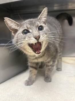 Layla -  Domestic Short Hair Cat for Adoption in Charleston, South Carolina - Layla | PetCurious
