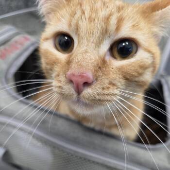 Mishue -  Domestic Short Hair Cat for Adoption in Kingman, Kansas - Mishue | PetCurious