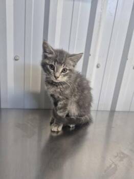 Halfway -  Domestic Short Hair Cat for Adoption in Simcoe, Ontario - Halfway | PetCurious