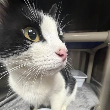 Domestic Short Hair Cats Available for Adoption in Lynchburg, Virginia - Shailene | PetCurious