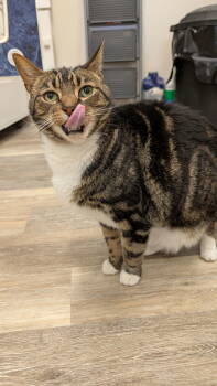 Rescue Domestic Short Hair Cats for Adoption in Columbus, Ohio - Malachi | PetCurious