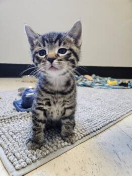 Domestic Short Hair Cats Available for Adoption in Barron, Wisconsin - Skye | PetCurious