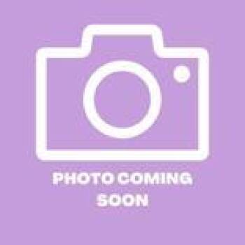 61099681 -  Domestic Short Hair Cat Available for Adoption in El Paso, Texas - 61099681 | PetCurious