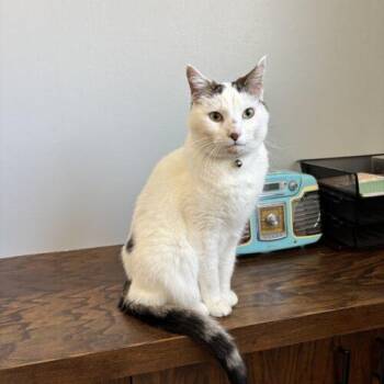 Domestic Short Hair Cats Available for Adoption - Simba | PetCurious