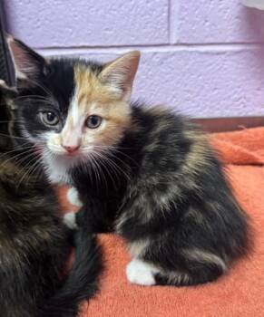 61487851 -  Domestic Short Hair Cat for Adoption in El Paso, Texas - 61487851 | PetCurious