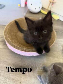 Tempo 5236 -  Domestic Long Hair Cat for Adoption in Bonsall, California - Tempo 5236 | PetCurious