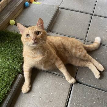 Jonesy (FIV positive) -  American Shorthair and Domestic Short Hair Cat for Adoption in Milton, Florida - Jonesy (FIV Positive) | PetCurious