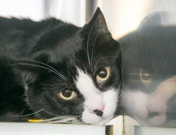 CHASE -  Domestic Short Hair Cat for Adoption in St. Louis, Missouri - CHASE | PetCurious