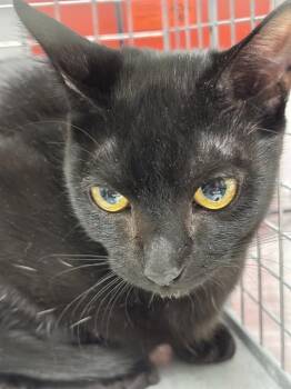 DARTH MAUL -  Domestic Short Hair Cat for Adoption in Las Vegas, Nevada - DARTH MAUL | PetCurious