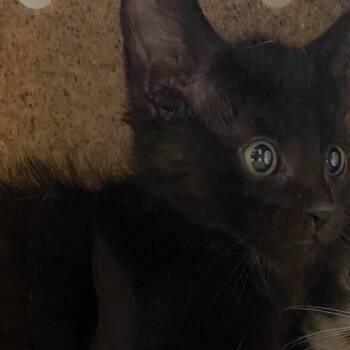 Pebble -  Domestic Short Hair Cat for Adoption in Reno, Nevada - Pebble | PetCurious