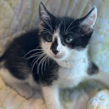 Domestic Short Hair Cats Available for Adoption in Matteson, Illinois - Sanji | PetCurious
