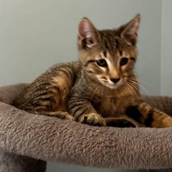 Nena -  Domestic Short Hair Cat for Adoption in Cumming, Georgia - Nena | PetCurious