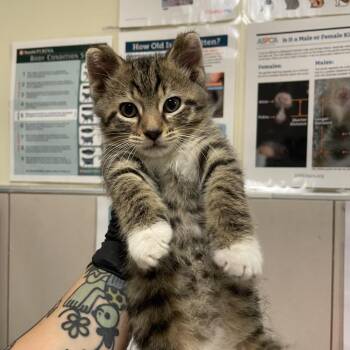 Watts -  Domestic Short Hair Cat for Adoption in Chicago, Illinois - Watts | PetCurious