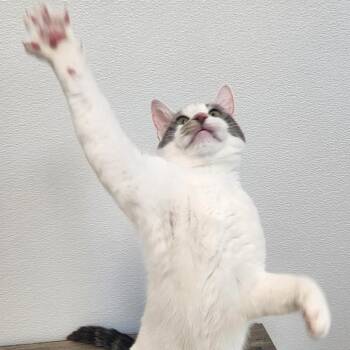 Domestic Short Hair Cats Available for Adoption - Kabuki | PetCurious