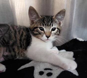 Autumn -  Domestic Medium Hair Cat for Adoption in Cottonwood, Arizona - Autumn | PetCurious