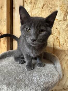 Rescue Domestic Short Hair and Russian Blue Cats for Adoption in Ludington, Michigan - Chachi | PetCurious