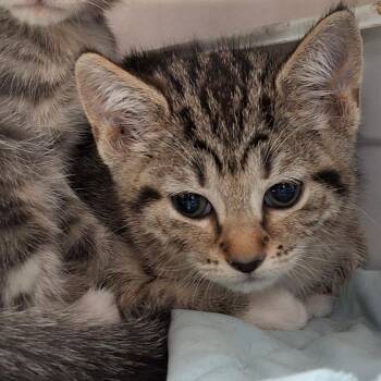 Domestic Short Hair Cats Available for Adoption in Lakeland, Florida - Komodo Dragon | PetCurious