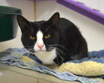 Domestic Short Hair Cats Available for Adoption in Westbrook, Connecticut - Hemi | PetCurious