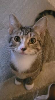 Rescue Tabby Cats for Adoption in Blackfoot, Idaho - Roxie | PetCurious