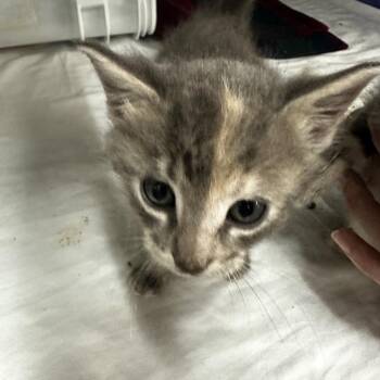 Moe -  Domestic Short Hair Cat for Adoption in Manhattan, Kansas - Moe | PetCurious