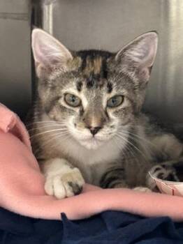 May -  Domestic Short Hair Cat for Adoption in Morristown, New Jersey - May | PetCurious
