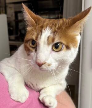 Omally -  Domestic Short Hair Cat for Adoption in Lancaster, Pennsylvania - Omally | PetCurious