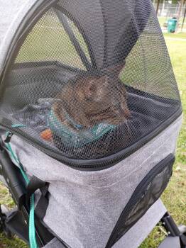 Tabby and Domestic Short Hair Cats Available for Adoption in Locust Grove, Georgia - Deebo CP | PetCurious